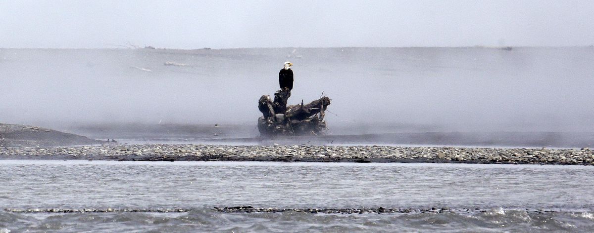 A bald eagle stands perched on driftwood on June 3 at the mouth of the Elwha River near Port Angeles, Wash. The final chunks of concrete are expected to fall this September in the nation’s largest dam removal project, but nature is already reclaiming the Elwha River. (Associated Press)