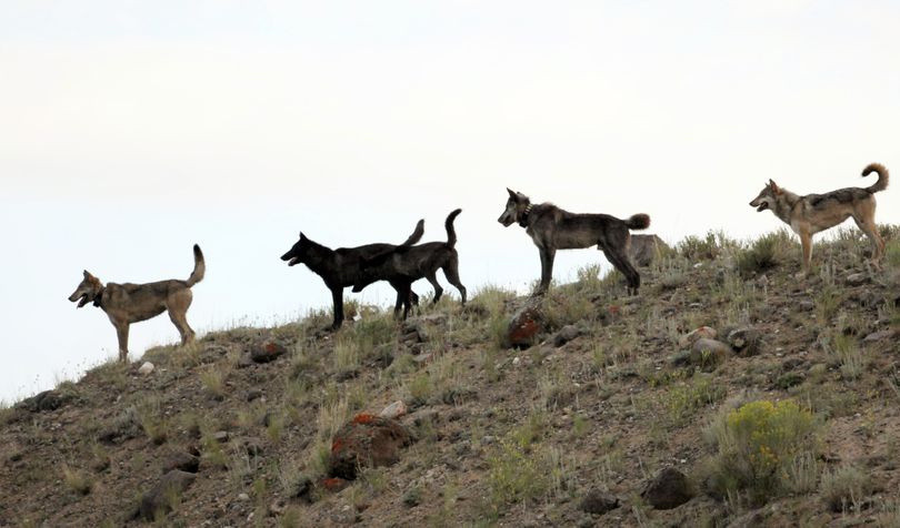 FILE - In this August 2012 file photo provided by Wolves of the Rockies, the Lamar Canyon wolf pack moves on a hillside in Yellowstone National Park, Wyo. As the progeny of wolves reintroduced to Yellowstone and central Idaho in 1995 and 1996 spread across the West, an accidental experiment has developed. A temporary court order has made Oregon a wolf-safe zone, where wildlife agents are barred from killing wolves that attack livestock. Over the past year, the numbers of wolves has risen to 46 in Oregon, but livestock attacks have remained static. In neighboring Idaho, the number livestock attacks rose dramatically as the numbers of wolves killed by hunters and wildlife agents also increased. (Wolves Of The Rockies)