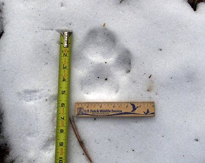 This undated photo from the U.S. Fish and Wildlife Service shows an apparent wolf track in the Cascade Range in Oregon.  (Associated Press)