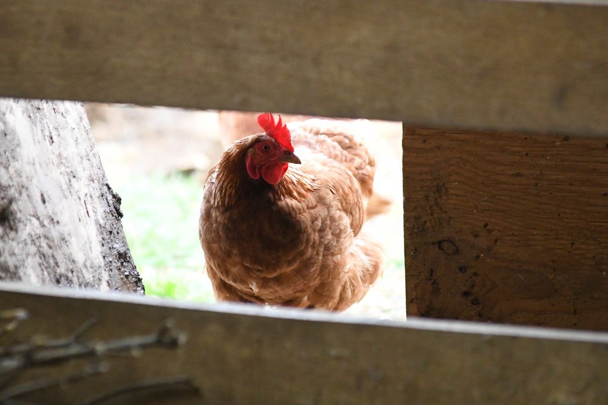 FILE - A chicken looks in the barn at Honey Brook Farm in Schuylkill Haven, Pa., on April 18, 2022. An outbreak of avian flu is forcing farmers to cull their flocks and leading to concerns about even higher food prices. While it doesn