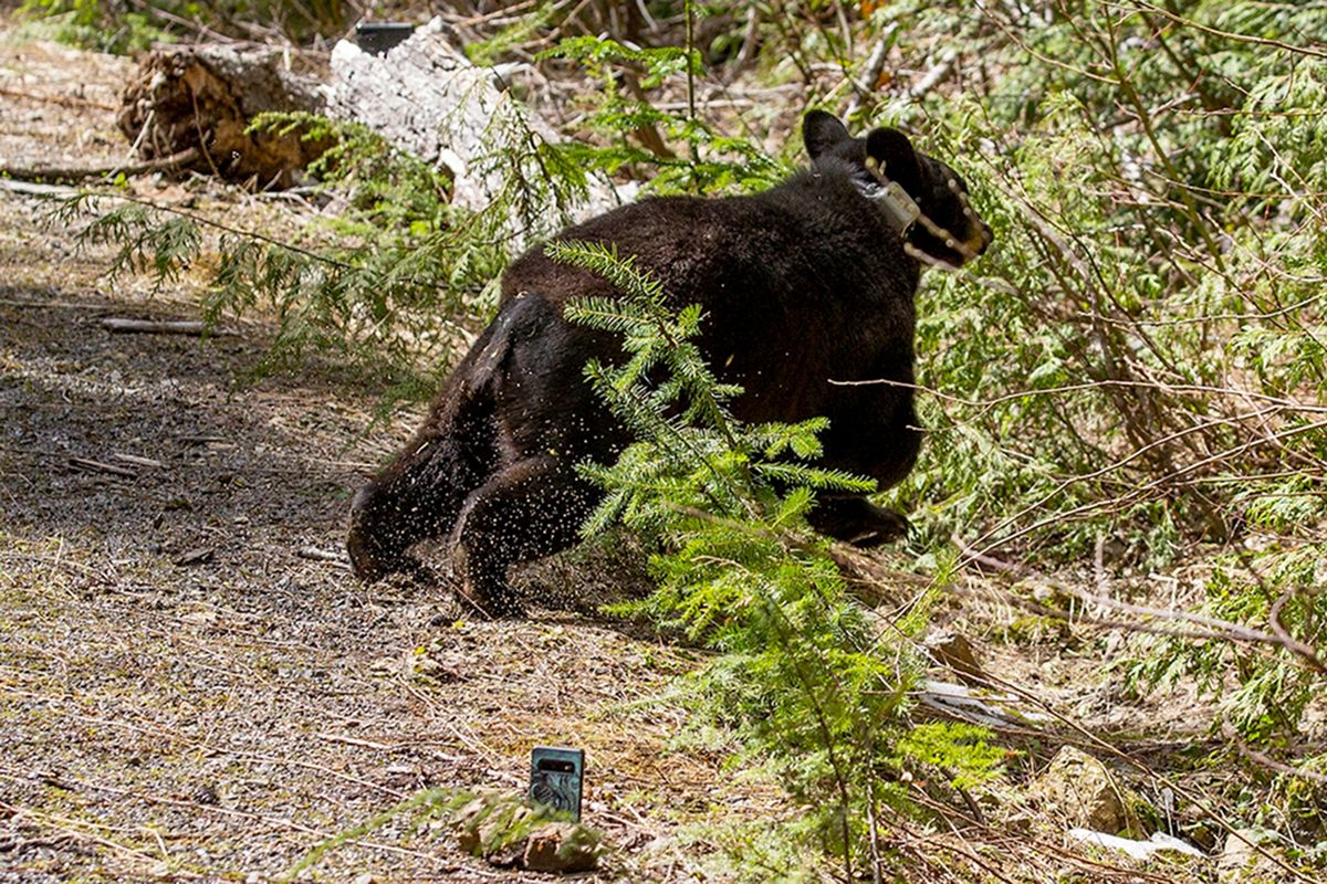 Black Bear cub litter may be a record