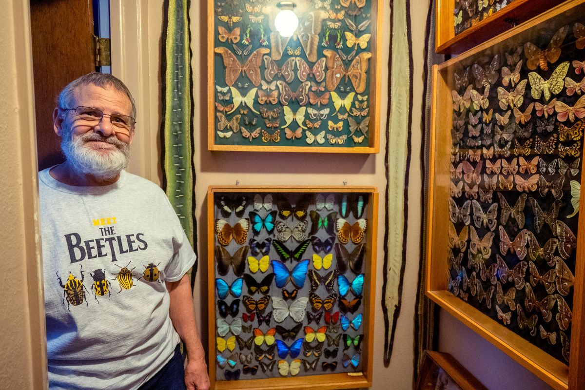 Doug Beernink has had a fascination with moths and butterflies and many other types of insects since he was a child so he has filled his north Spokane home with displays of moths and butterflies as well as many types of insects including tarantulas. Beernink worked at Northwest Seed and Pet, and preserved many types of insects. He has also traveled to other countries to add to his collection. Photographed Wednesday, Dec. 21, 2022.  (Jesse Tinsley/THE SPOKESMAN-REVIEW)