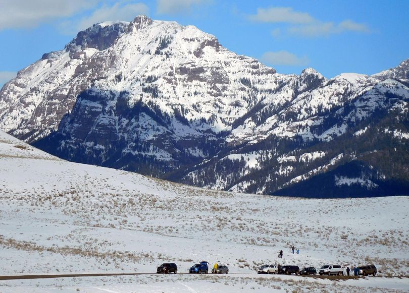While a dozen cars of wolf-watchers congregate around viewpoints in Yellowstone National Park during the winter breeding seasons, it’s nothing like the wildlife traffic jams of summer. (Rob Chaney / Rob Chaney Missoulian)