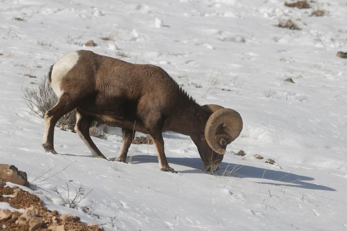 Bighorn sheep in the Greater Yellowstone Area’s eastern region can show a continuous lineage back 3,500 years. (Bethany Baker / The Billings Gazette)