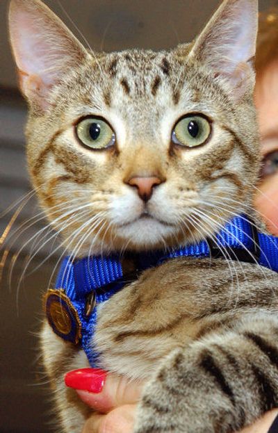 
Does your pet suffer from hypertension? 
 (Associated Press / The Spokesman-Review)