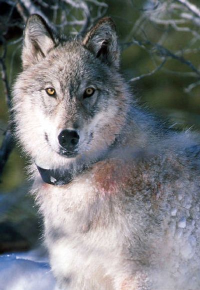 A gray wolf in Yellowstone National Park in Wyoming is shown after being fitted with a radio collar in 2003. 
 (Associated Press file photo / The Spokesman-Review)