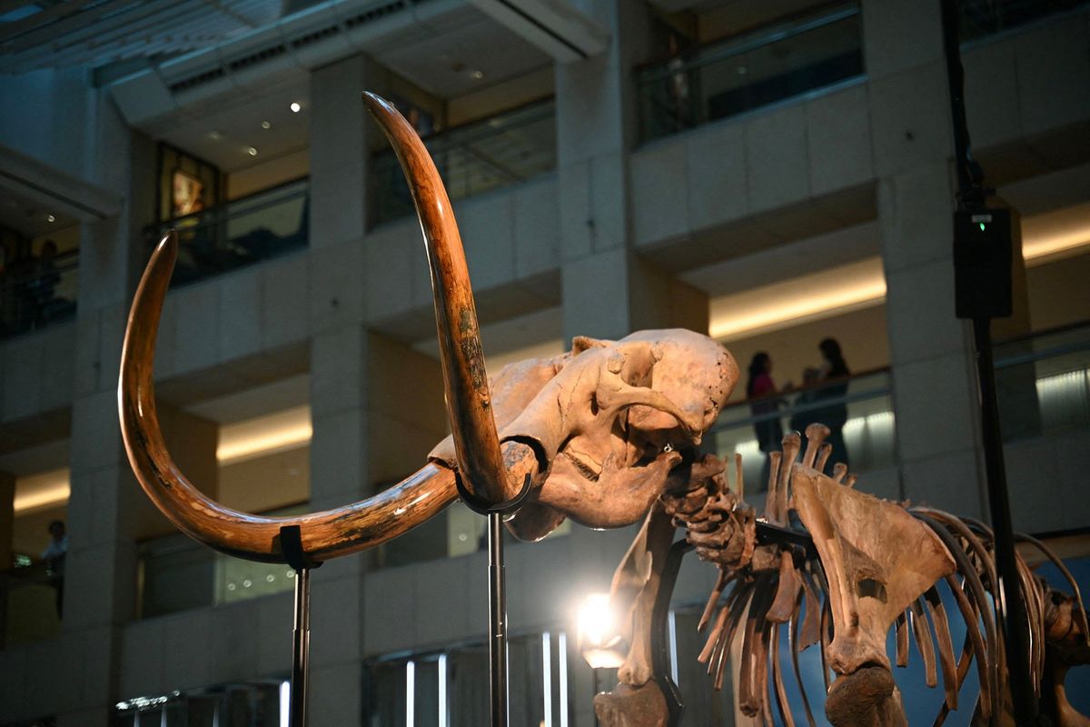 The remains of a 3.5 meters tall, 12,000-year-old woolly mammoth is seen on display in Hong Kong in August, 2024.  (Tribune News Service)