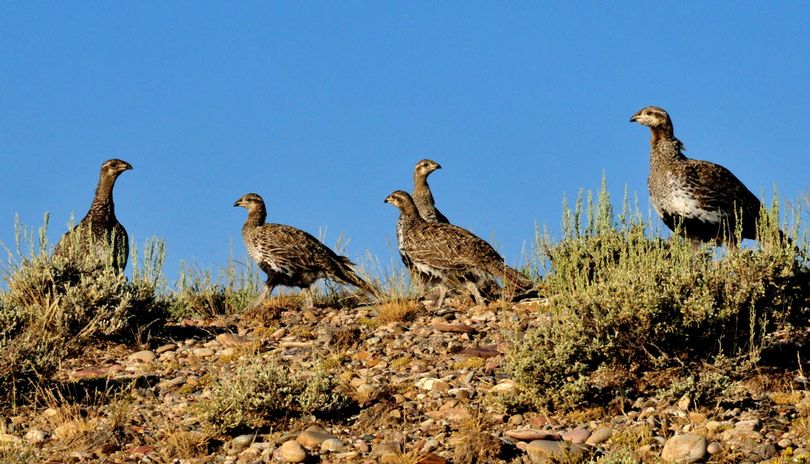 A greater sage grouse hen feeds with with here brood at the Seedskadee National Wildlife Refuge in Wyoming.   (Tom Koerner / U.S. Fish and Wildlife Service)