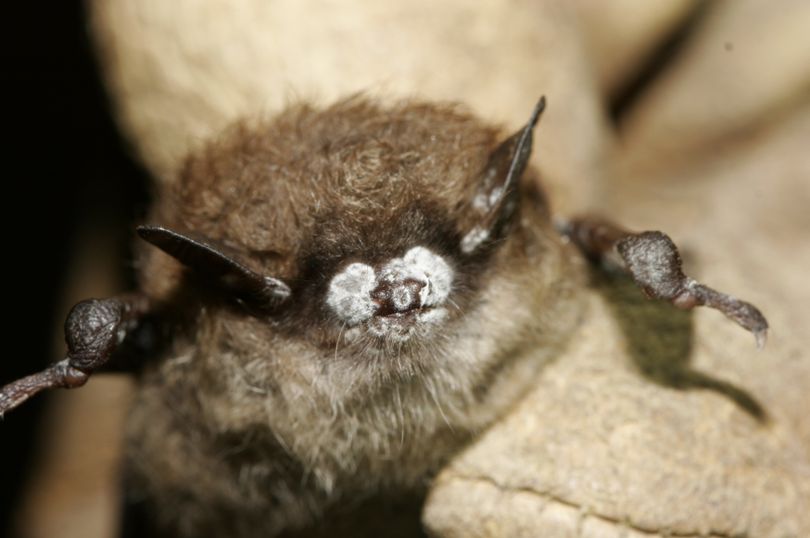 A brown bat found in New York is suffering from the effects of the white-nose syndrome, a deadly fungus. (Associated Press)