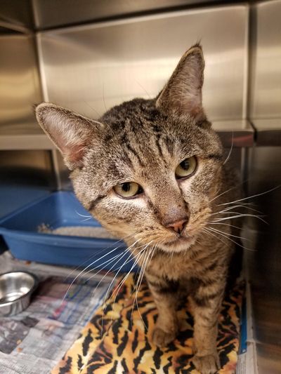 This cat was one of 15 seized from a South Hill home on Friday, Oct. 7, 2016. (Spokane County Regional Animal Protection Service)