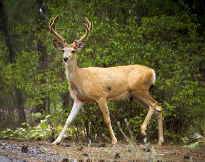 A mule deer wanders near the Bowl and Pitcher campground in Riverside State Park on Thursday. (Colin Mulvany)