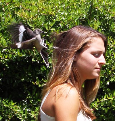 ORG XMIT: WX103  This photo provided by the University of Florida, taken April 19, 2009, shows a mockingbird grazing University of Florida biology major Devon Duffy, in Gainesville, Fla., in an attempt to drive her away from its nest on the university campus. Mockingbirds may look pretty much alike to people, but they can tell us apart and are quick to react to folks they don't like. Birds rapidly learned to identify people who had previously threatened their nests and sounded alarms and even attacked those folks, even while ignoring others nearby, researchers report in Tuesday's edition of Proceedings of the National Academy of Sciences. (AP Photo/University of Florida, Lou Guillette) (Lou Guilette / The Spokesman-Review)