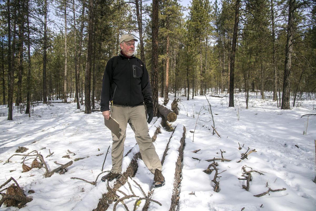Pat Keegan, board president of the Friends of the Bluff, stands on the Bracher property, Friday, Feb. 22, 2018. The City of Spokane says it has the cash to purchase the 50 acres of property where a bulldozer illegally tore through a hillside above Latah Creek last spring. (Dan Pelle / The Spokesman-Review)