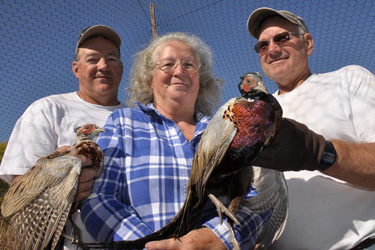 Terry Cummings, Jana (Wiedrich) Sprague and Don Foster, raise 6,500 pheasants for hunters at Pheasant Valley Preserve, started by the Wiedrich family in 1964 north of LaCrossse, Wash. (Dan Pelle)