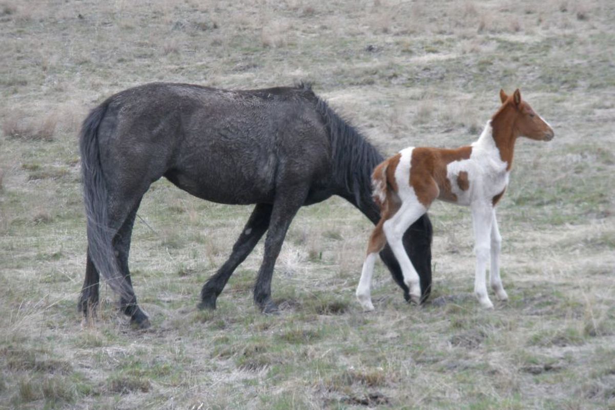 The first wild horse born on Montana’s Wild Horse Island in more than a century stands next to her mother.