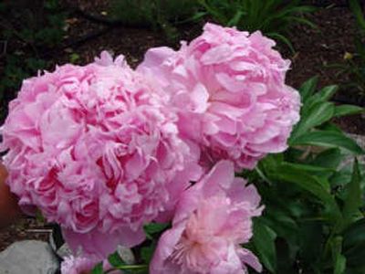 
Peonies are a hardy plant that will return each year. Courtesy of Pat Munts
 (Courtesy of Pat Munts / The Spokesman-Review)