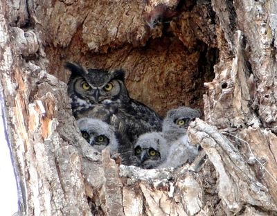 Deanna Kinziger of Lewiston captured this image of a Great Horned Owl and its nestlings in the hollow of a tree while on an Audubon Society field trip along the Grande Ronde River. “Shows the importance of dead trees!” she said. Submit photos for our reader-submitted photo gallery at www.spokesman.com/outdoors/reader-photos