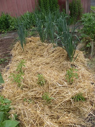 A layer of straw mulch will keep these heat-starved peppers moist when it gets hot. 