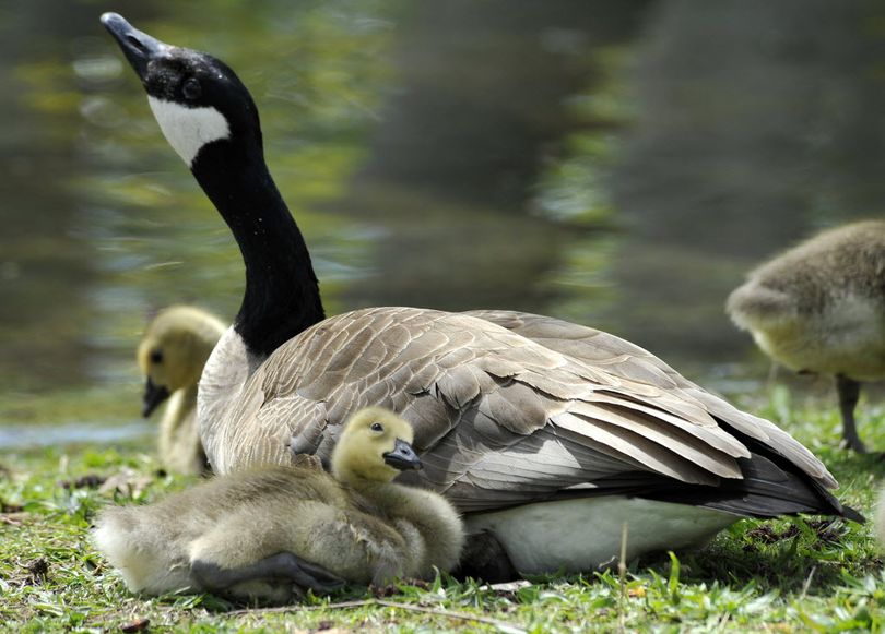 A new gosling nuzzles with its Canada goose mother along the banks of the Spokane River on Upriver Drive and Crestline, May 13, 2011 in Spokane, Wash. Three goose families have hatched some 17 young birds in this area. (Dan Pelle)