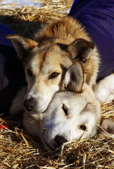 
Even though they are required to rest four hours for every four hours of running, sled-dog teams cover the rugged Iditarod Trail faster than snowmobilers, according to Bob Jones, who is following 