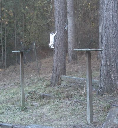 Squirrels  love to torment cats. Our cat, Spots, is almost asking if we could give him a hand with this one since all four of his paws were tied up, Pat Munts writes. (Steve Munts / Steve Munts)