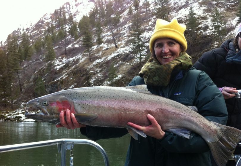 B-run steelhead are bound for the Clearwater and Salmon rivers.