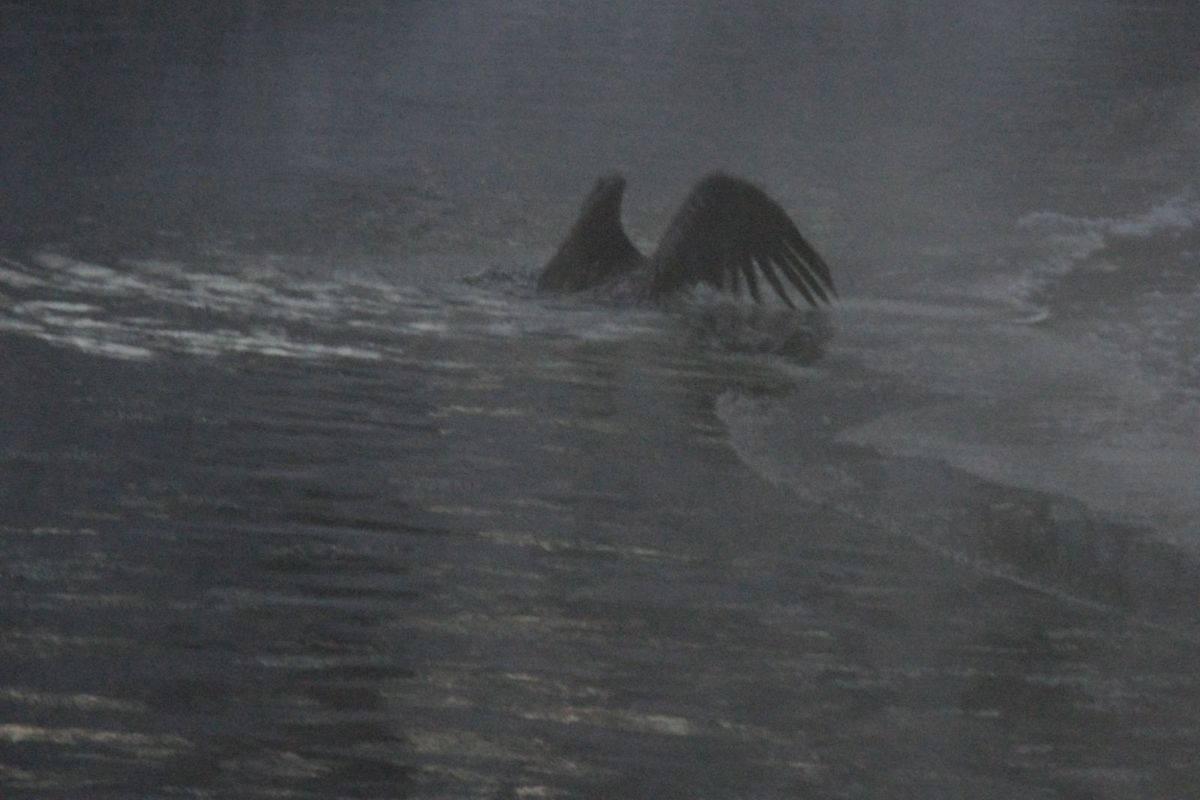 A immature baldeagle flounders in the frigid waters of the Little Spokane River on Dec. 31, 2010. (Tina Wynecoop)