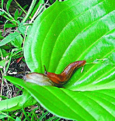 
Holes chomped into leaves and fruits are tell-tale signs of slug feeding. You can make the environment less hospitable to slugs by cleaning up debris and mulch and by promoting drier conditions by weeding and thinning excess plants. 
 (Associated Press / The Spokesman-Review)