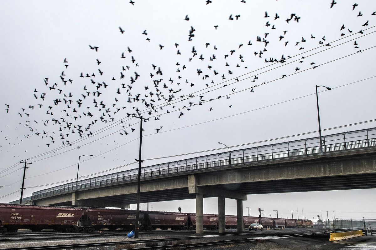 Birds fly away from power lines as a train rolls underneath the Havana Street bridge in Spokane on Friday, Feb. 2, 2018. (Kathy Plonka/THE SPOKESMAN-REVIEW)