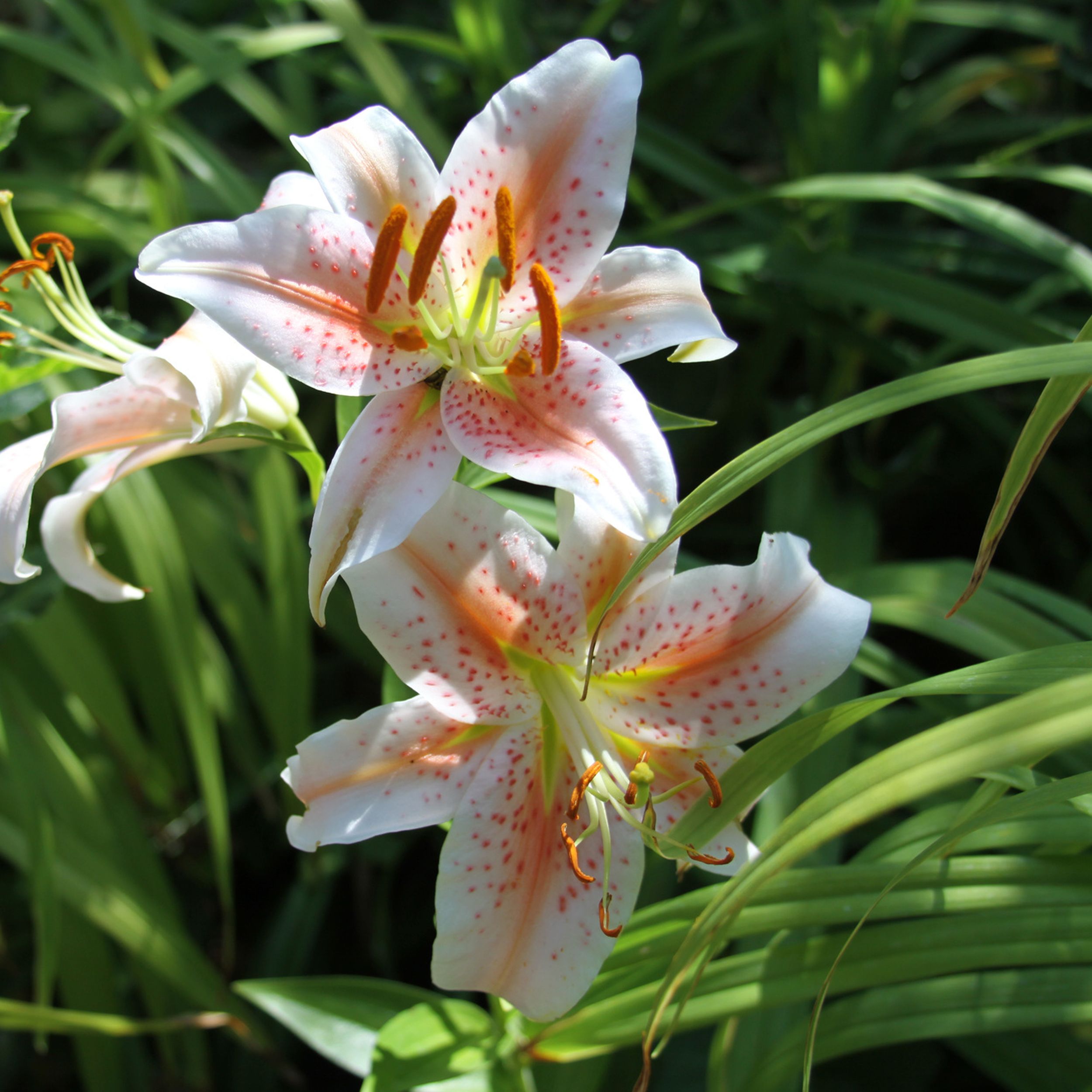 In the Garden: Oriental lilies are beautiful, easy to grow | The  Spokesman-Review