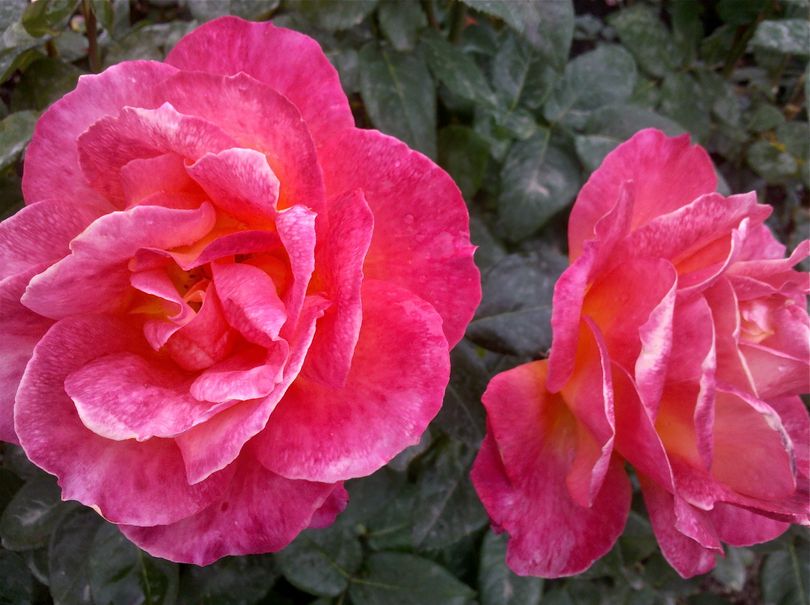 Roses bloom in crisp fall weather at Mantio Gardens in Spokane (Cheryl-Anne Millsap / Photo by Cheryl-Anne Millsap)