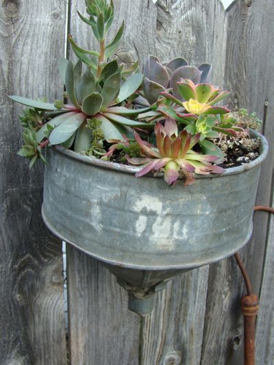 Repurposing in the garden. (Maggie Bullock)