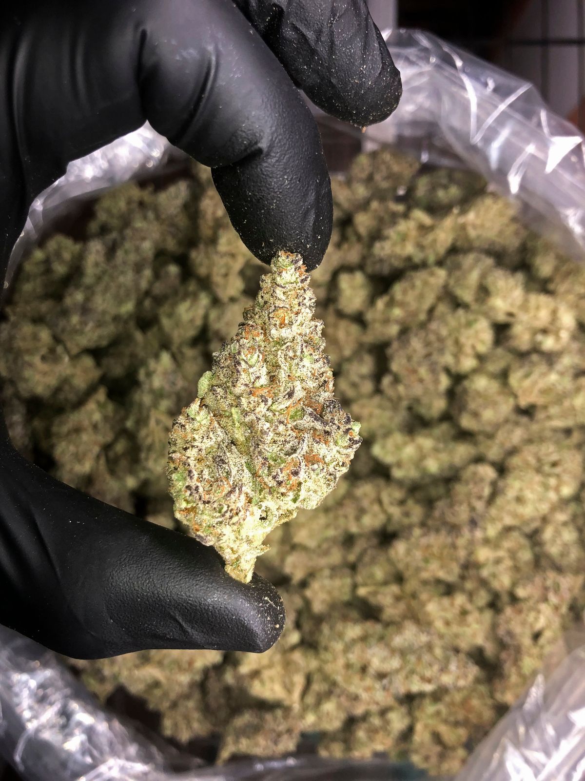 This photo provided by a marijuana cultivator under the condition of anonymity shows trimmed cannabis buds grown in Northern California on Dec. 3, 2021. As California enters its fifth year of broad legal marijuana sales, an unwelcome trend is emerging in the struggling marketplace. Industry experts say a growing number of license holders also are secretly operating in the illegal market — working both sides of the economy to make ends meet.  (HONS)