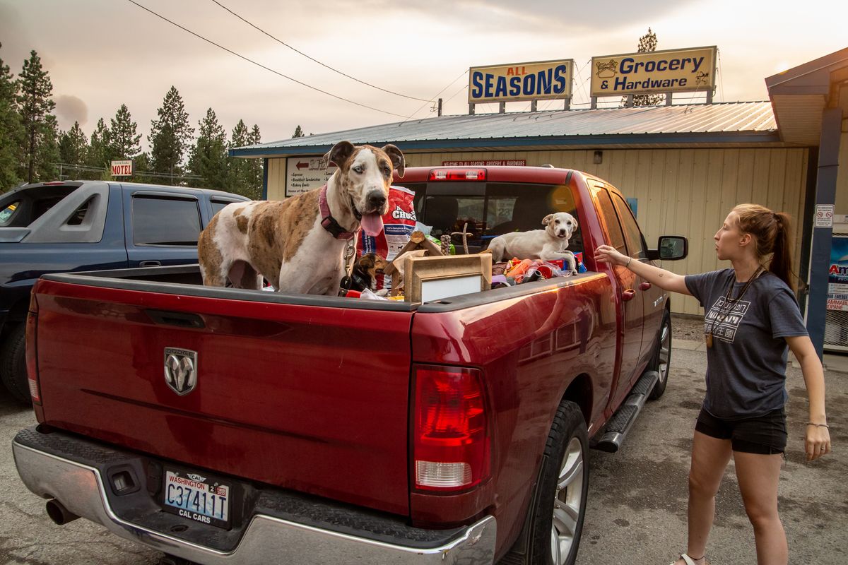 Hannah Roach, 18, checks on dogs Ember, Kiki and puppy Molly while evacuating the Ford Corkscrew Fire at Loon Lake on Monday afternoon. As of Monday evening, the fire had burned at least 6,000 acres.  (Libby Kamrowski/THE SPOKESMAN-REVIEW)