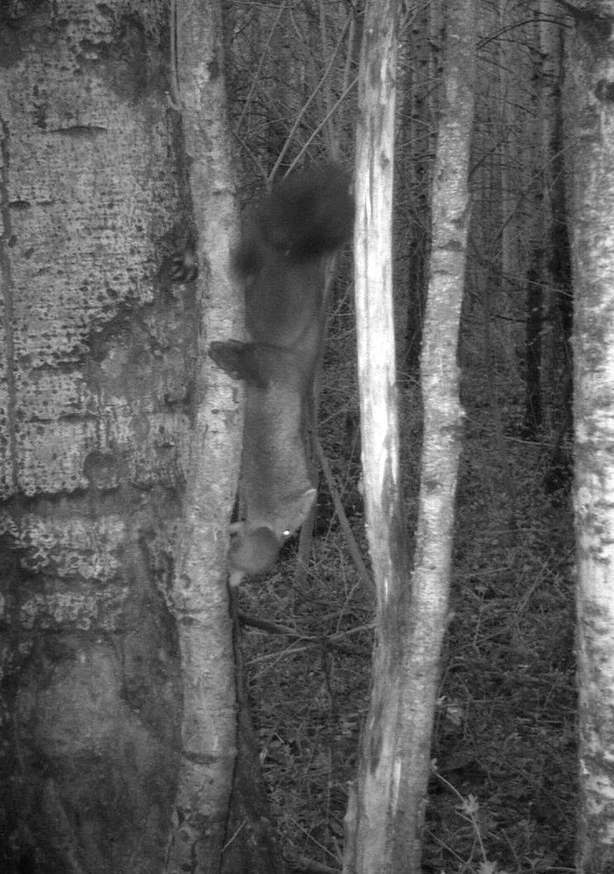 Fisher F105 as seen with a kit in her mouth in western Chelan County.  (Courtesy NPS)