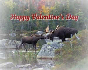 Valentine's Day greeting from moose country.