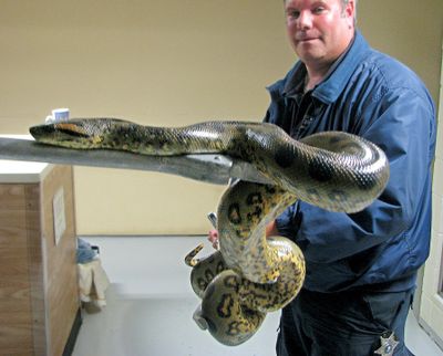 Slither and yon: Cowlitz County Animal Control Supervisor Mike Nicholson uses a metal rod to hold an 8-foot anaconda at the Cowlitz County Humane Society in Longview, Wash., on Thursday. Three snakes had temporarily escaped from a Longview home Tuesday. Animal control officers arrived after the owner had rounded up a 6-foot Burmese python, the anaconda and a 10-foot boa constrictor. Officers took the snakes and returned the boa and python but kept the anaconda because it’s considered too dangerous. Nicholson said it could grow to hundreds of pounds. (Associated Press)