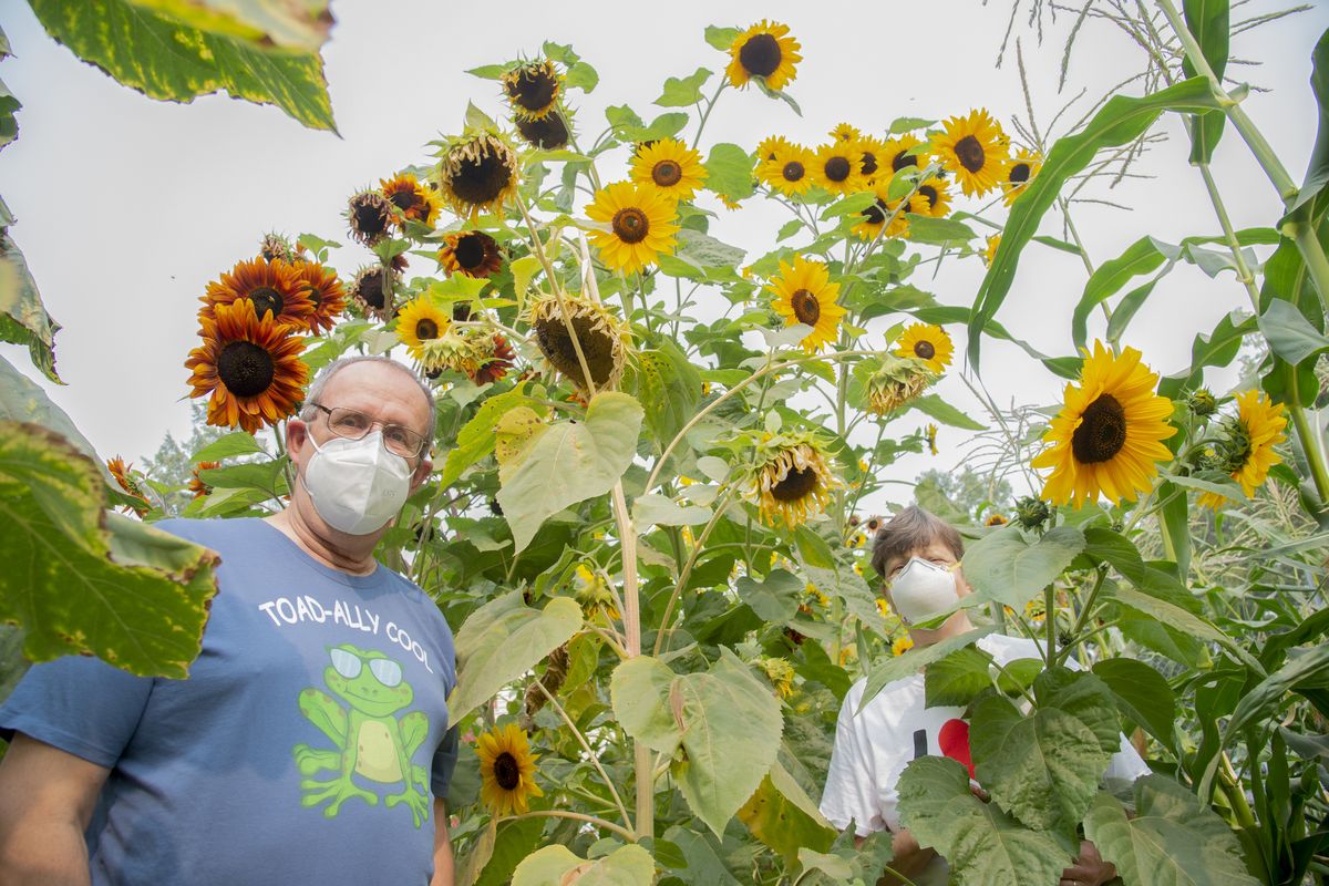 Barb, right, and Randy, left, Goehner, who farm the lot around their South Hill home intensively to produce fruits and vegetables, grow lots of sunflowers in their garden, which took second place in the Spokane Interstate Fair garden contest.  (Jesse Tinsley/THE SPOKESMAN-REVI)