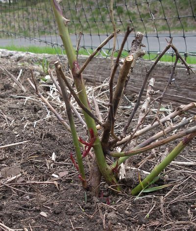 New shoots at the base of this rose mean it survived the winter even though it looks dead. Special to The S-R (PAT MUNTS Special to The S-R / The Spokesman-Review)