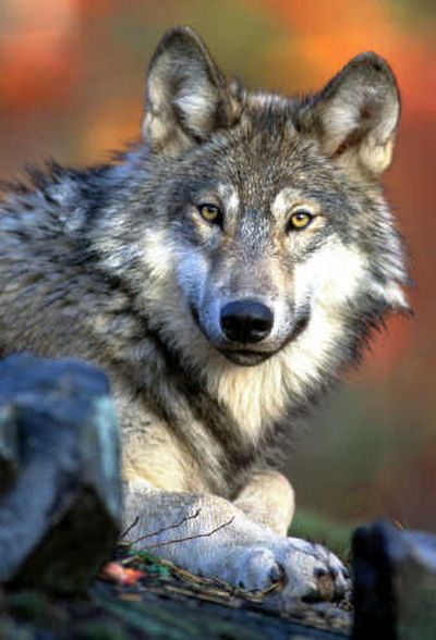 
While wolf numbers are increasing, they're not allowed to run wild over a rancher's livelihood.Associated Press
 (Associated Press / The Spokesman-Review)