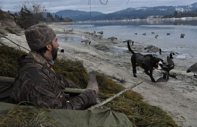 Kent Contreras hunkers in layout blind as his Labrador retriever, Tank, races back with a downed mallard he fetched from the Pend Oreille River. (Rich Landers)