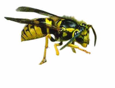 
Guess who's probably  coming to dinner.
 (The Spokesman-Review)