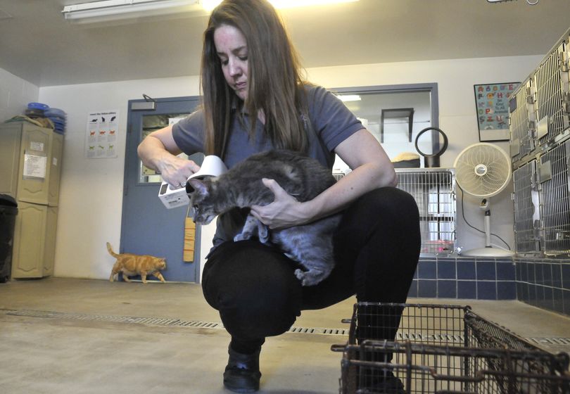 Michele Nelson of SCRAPS checks a stray for an identification chip. SCRAPS and other area animal welfare groups will hold a pet adoption event Friday and March 31. (Jesse Tinsley)