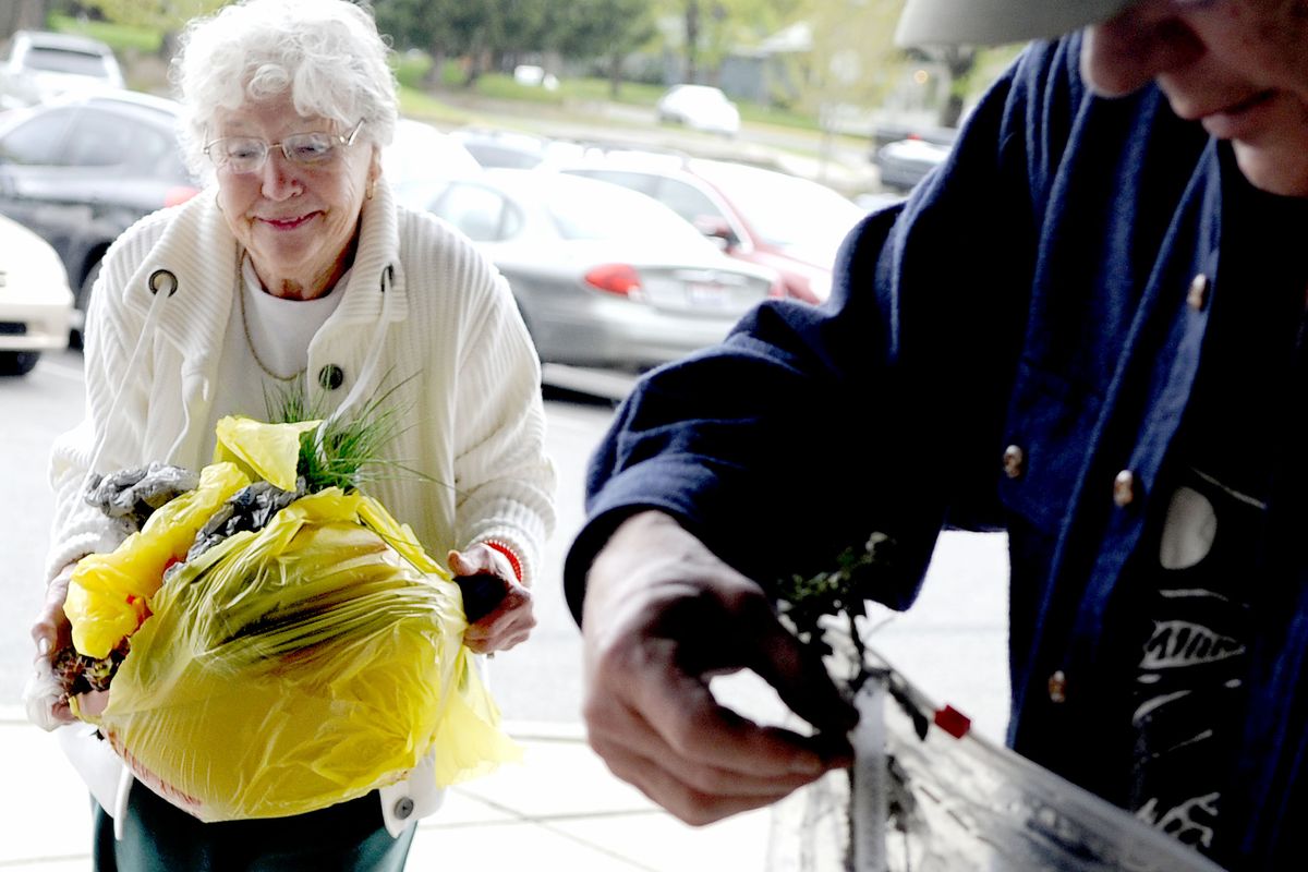 Wilma Vail, of Coeur d’Alene, brings plants from her home to Doug Fagerness, a seed saver at the Coeur d’Alene Library. (Kathy Plonka)