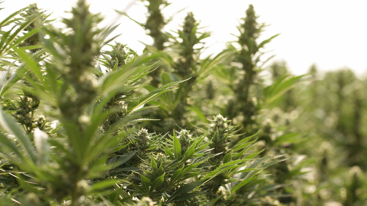 Stevens County’s Springdale is home to a number of small farms, including cannabis grower WoW Industries. (Courtesy WoW Industries)