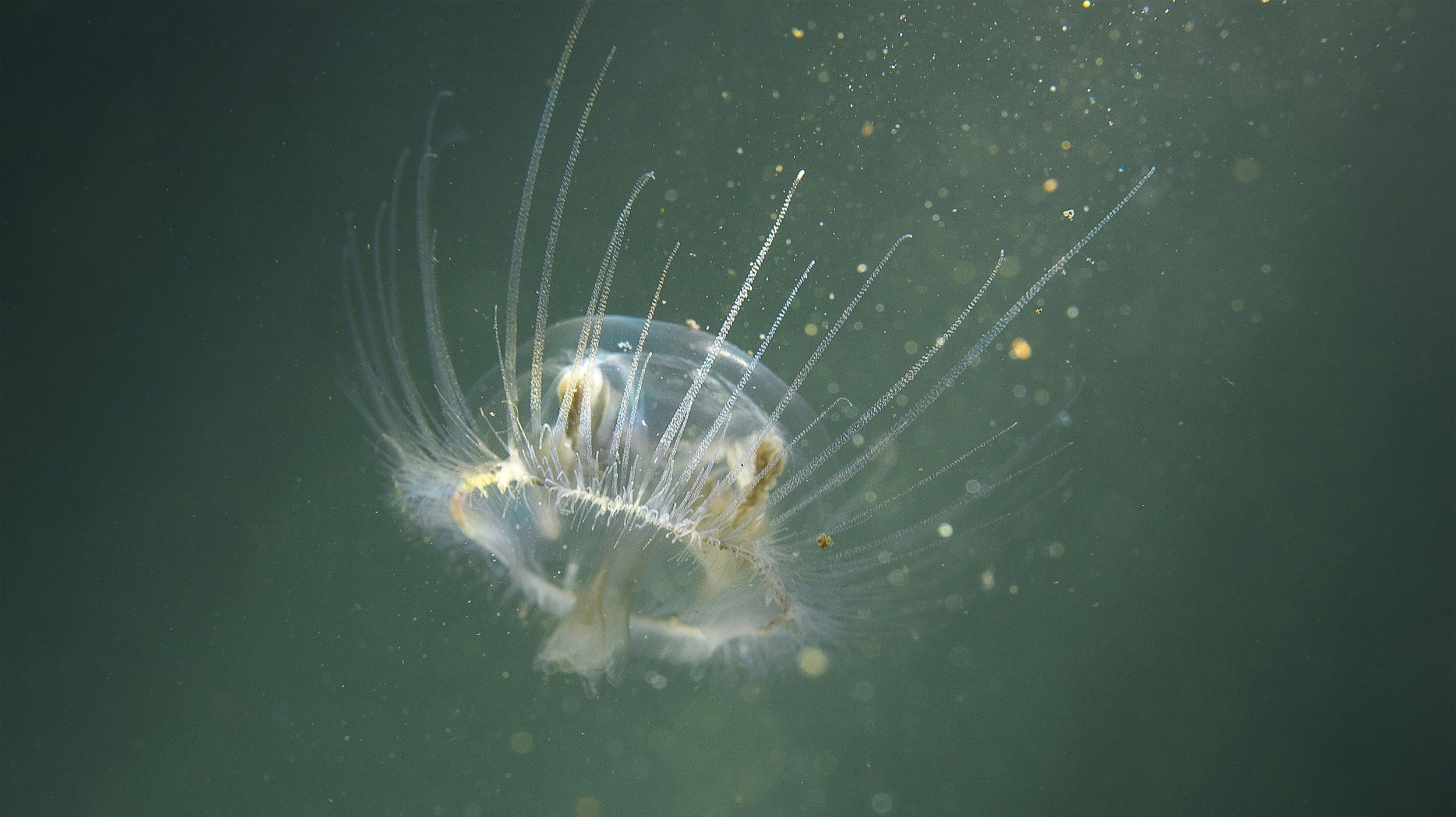Jellyfish in Idaho? Rare sighting made in freshwater pond. – Fri, 24 Jul 2026 PST