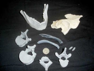 
These castings show the shape of remains  found in a cave on Prince of Wales Island, Alaska, in 1996. The bones, which included vertebrae, ribs, teeth, a mandible and pelvic bone, are estimated to be 10,300 years old. They will be returned to southeast Alaska Tlingit tribes.Associated Press
 (Associated Press / The Spokesman-Review)