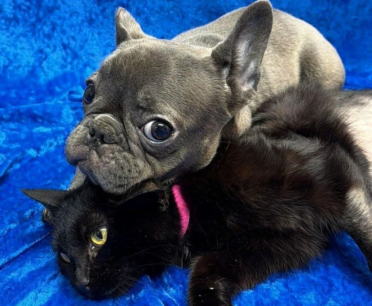 Blueberry, a French bulldog mix, and Meadow, a black cat. (Last Chance Animal Rescue) 