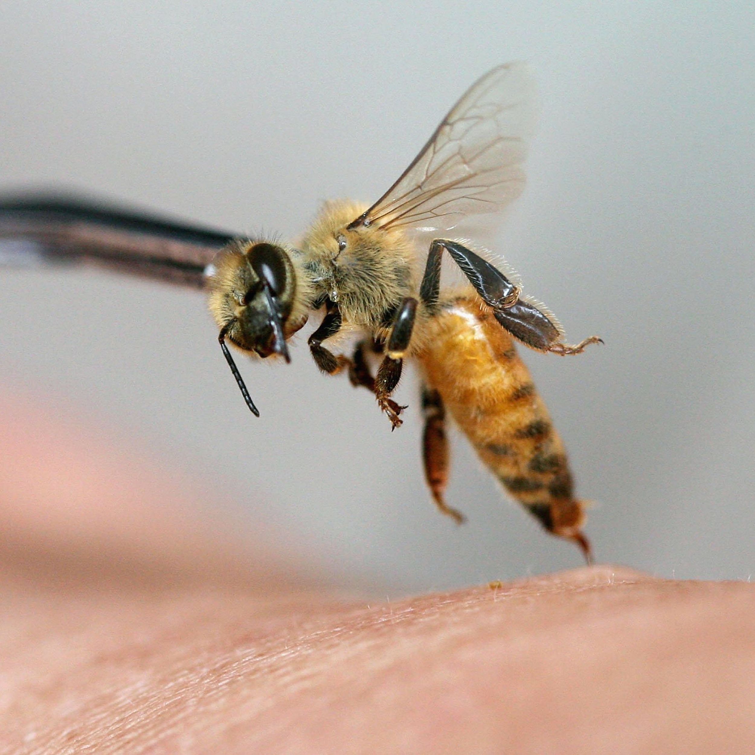 Justin O. Schmidt, entomologist known as 'King of Sting ...