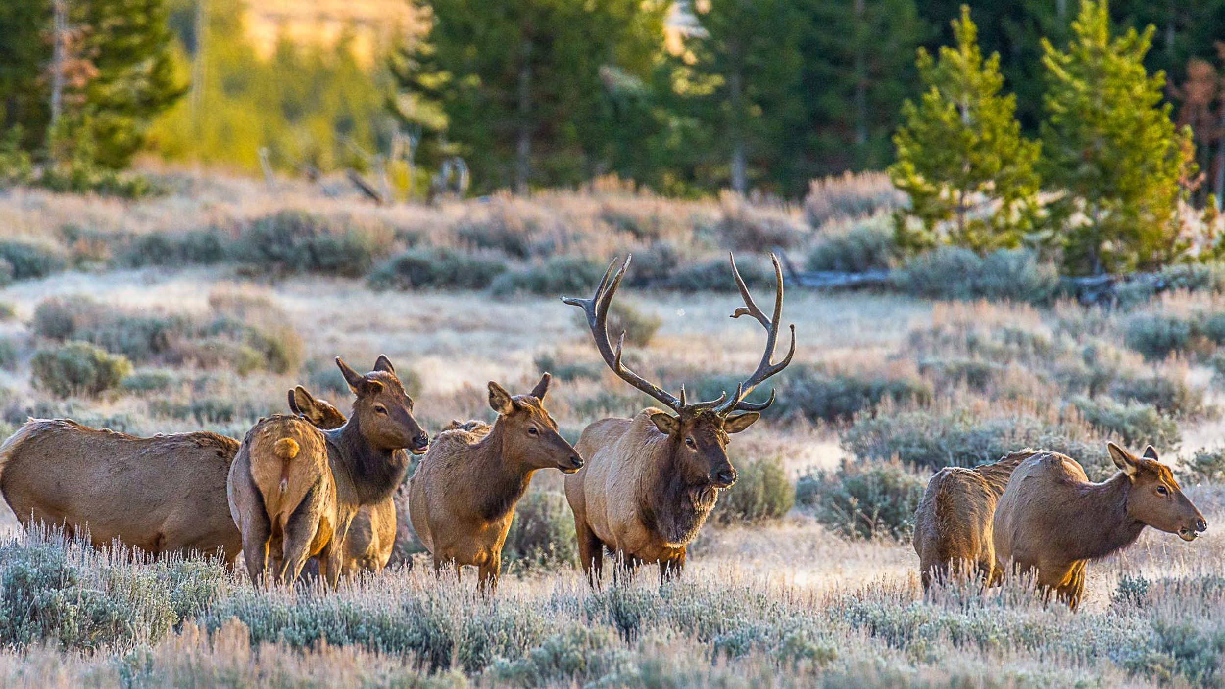 Survey shows Yellowstone elk herd at highest level since ‘05 The